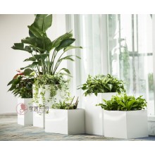 專注室內(nèi)綠植服務8年，綠植租賃，免費養(yǎng)護，一站式商務空間